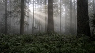 the forest was breathing. i have no footage of it.